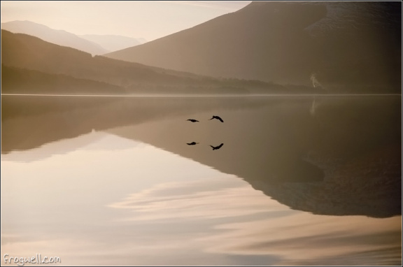Ducks over Loch Earn